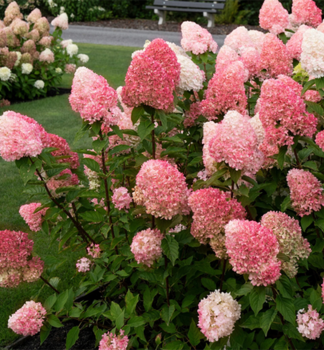 Hortenzie latnat� �LIVING PINK & ROSE�� 30-40 cm, kont. 4 l