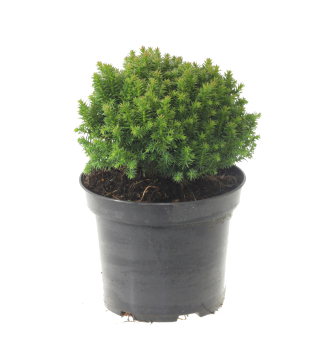 Kryptomrie japonsk COMPRESSA 10-15 cm, kont. 2,5 l