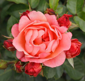R��e mnohokv�t� �AMBER BAY�� ** Tantau, kont. 2 l