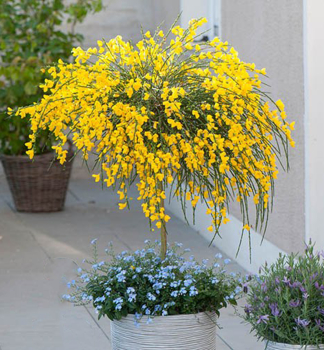 ilimnk 'GOLDEN TEARS' na kmnku 60 cm, kont. 5 l