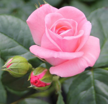R��e velkokv�t� ke�ov� �THE QUEEN ELIZABETH ROSE�� ** Tantau, kont. 2 l