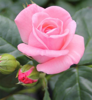 R��e velkokv�t� ke�ov� �THE QUEEN ELIZABETH ROSE�� ** Tantau, kont. 2 l
