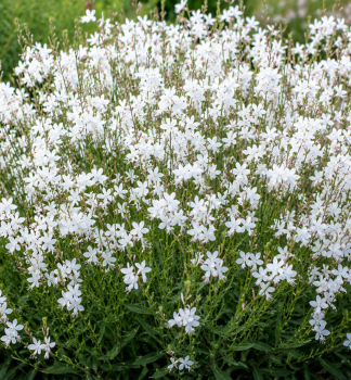 Gaura Lindheimeri �EMMELINE WHITE� kont. 0,5 l