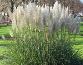 Kortad�rie - pampov� tr�va b�l� �WHITE FEATHER� kont. 1 l