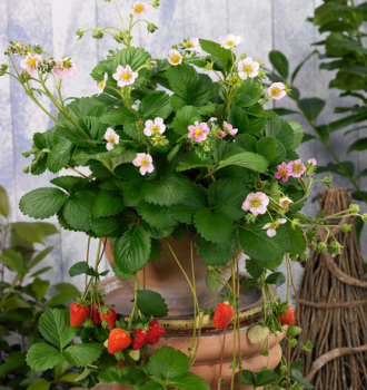 Jahodn�k st�lerod�c� �ROMAN� kont. 0,5 l