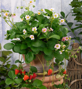 Jahodn�k st�lerod�c� �ROMAN� kont. 0,5 l