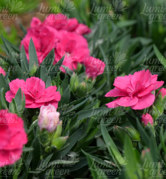 Obr�zok (2)
