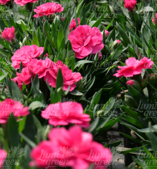 Obr�zok (3)