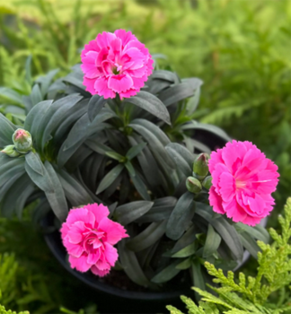 Hvozd�k �OSCAR NEON PINK�, kont. 0,5 l