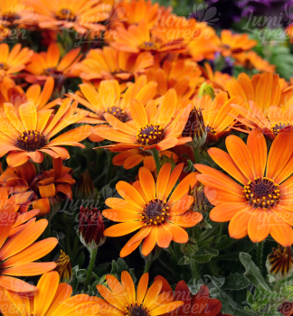 Osteospermum (kapsk� kopretina) �MARGARITA ORANGE�, kont. 0,5 l