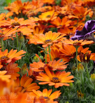 Obr�zok (5)