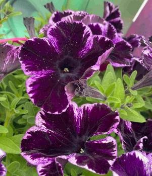 Petunie �CRAZYTUNIA COSMIC VIOLET�, kont. 0,5 l