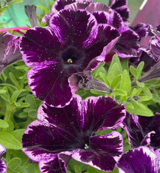Petunie �CRAZYTUNIA COSMIC VIOLET�, kont. 0,5 l