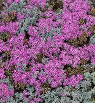 Rozchodnk pochybn ROSENTEPPICH kont. 0,5 l