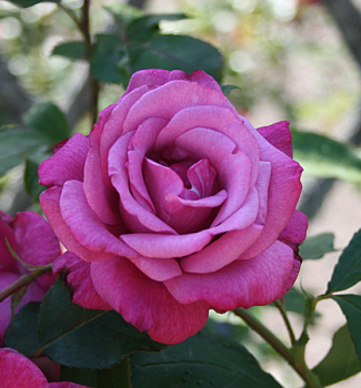 R��e stromkov� 'LILA WUNDER' na km�nku 90 cm, kont. 7,5 l