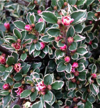 Skalnk vodorovn VARIEGATUS 50-60 cm, kont. 2,5 l