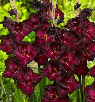 Cibule - Me��k (Gladiol) �BLACK STAR�, 6 ks v balen�