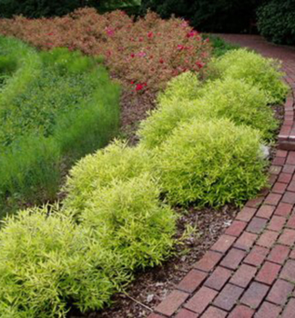 O�echoplodec klandonsk� �WORCESTER GOLD� 20-30 cm, kont. 1,4 l