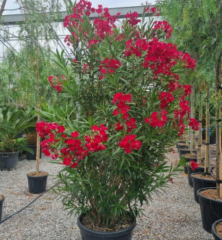 Oleandr tmav erven ROSSO SEMPLICE 30-40 cm, kont. 3 l