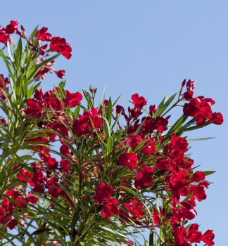 Oleandr tmav erven ROSSO SEMPLICE 30-40 cm, kont. 3 l
