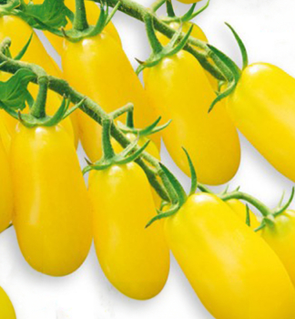 Raj�e ty�kov� cherry �LEMONPLUM F1� kont. 0,5 l