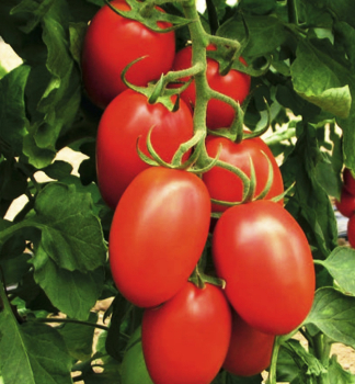 Raj�e ty�kov� �LUANA� kont. 0,5 l