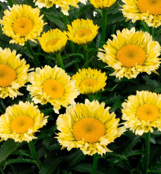 Kopretina velkokvt SWET DAISY IZABEL , kont. 0,5 l