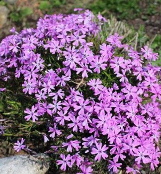 Flox dlovit (Plamenka) ROSETTE kont. 0,5 l