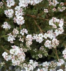 Obr�zok (4)