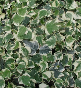 Bean alrsk GLOIRE DE MARENGO 60-70 cm, kont. 1,6 l, vyvzan