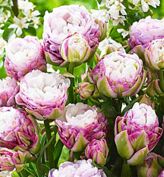 Tulipn PEGGY WONDER 3 ks v balen