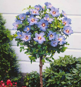 Ibiek syrsk OISEAU BLEU na kmnku 120 cm, kont. 12 l