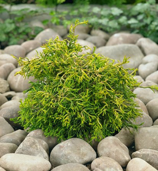 Cypiek tupolist TSATSUMI GOLD 20-30 cm, kont. 2,5 l
