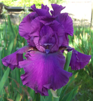 Kosatec n�meck� �SULTRY MOOD�, kont. 1 l