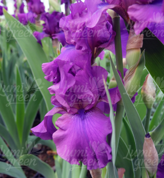 Obr�zok (9)