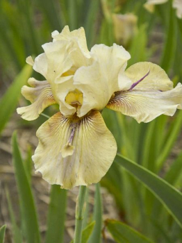 Obrzok (2)
