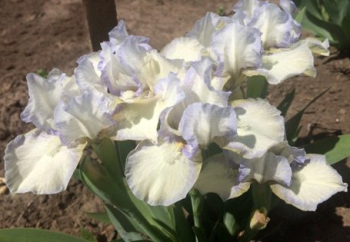 Obr�zok (4)