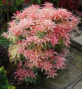 Pieris japonsk� �FLAMING SILVER� 20-30 cm, kont. 2 l