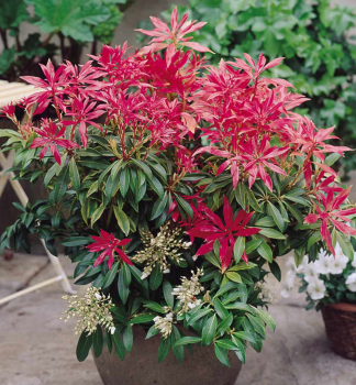 Pieris japonsk FOREST FLAME 30-40 cm, kont. 2,5 l