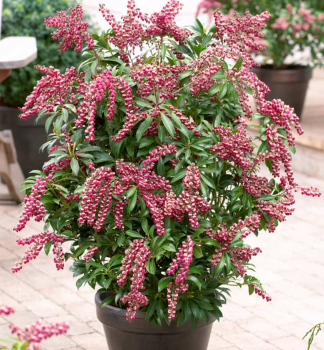 Pieris japonsk PASSION 30-40 cm, kont. 2,5 l