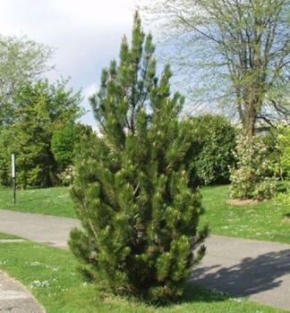 Borovice blokor SATELIT 50-60 cm, kont. 5 l