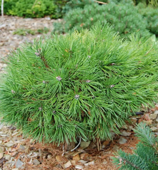 Obrzok (2)
