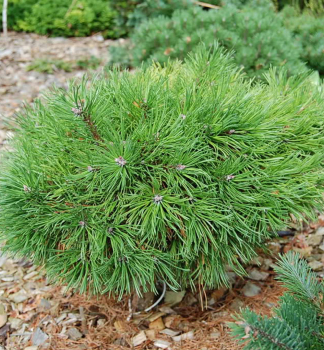 Borovice pyrenejsk GRUNE WELLE 10-15 cm, kont. 2 l