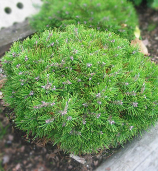 Borovice pyrenejsk GRUNE WELLE 20-30 cm, kont. 5 l