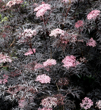 Bez �ern� 'BLACK BEAUTY�' 20-30 cm, kont. 2 l