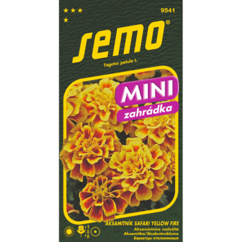 Semena - AKSAMITN�K ROZLO�IT�  �SAFARI YELLOW FIRE�