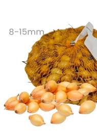 Cibulka saze�ka �CUPIDO� 8-15 mm, 250 g