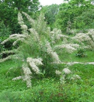 Obrzok