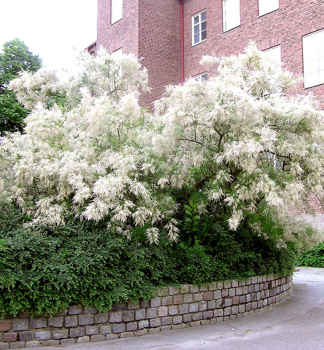 Tamaryek kaspick HULSDONK WHITE 60-70 cm, kont. 3,5 l