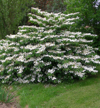 Kalina japonsk MARIESII 20-30 cm, kont. 2,5 l
